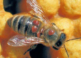 Varroa mite